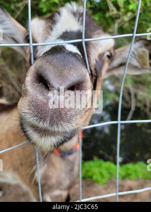 Il primo piano estremo di un naso di capra in una recinzione di filo Foto Stock