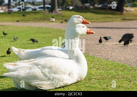 La coppia di oca è seduta su un'erba che si riscalda al sole. Primi piani ritratti di oche di cigno bianco nel parco della città in giornata di sole Foto Stock