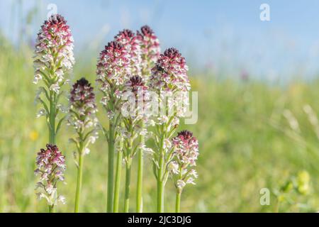 Orchide bruciate, orchide dalle ali scure (Neotinea ustulata) in prato protetto in primavera. Kaiserstuhl, Bade Wurtemberg, Germania. Foto Stock