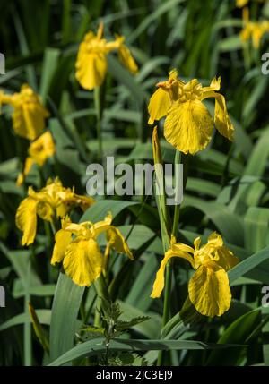 Fiori: Primo piano della bandiera giallo brillante Iris - Iris pseudacorus, AKA Water Flag, trovato in zone umide, laghi e rive del fiume. Famiglia Iridaceae. Foto Stock