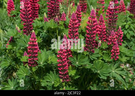 Punte di fiori di Lupin rosso, aka lupini o Lupinus. Un perenne che attrae api e farfalle. Foto Stock