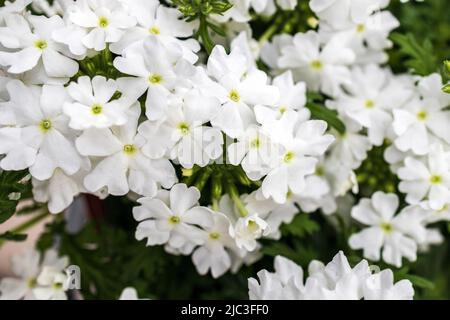 Fiore grazioso bianco Giardino comune verbena o rosa vervain (verbena peruviana) è piccolo fiore bello in blu, viola, viola, rosa, rosso scuro, giallo Foto Stock