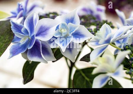 Fuoco selettivo su begli cespuglio di fiori blu, viola Hydrangea o Hortensia (Hydrangea macrophylla) e foglie verdi sotto la luce del sole Foto Stock