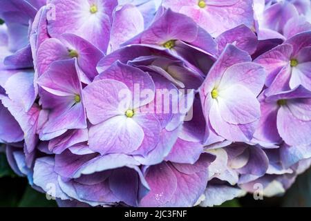 Fuoco selettivo su begli cespuglio di fiori blu, viola Hydrangea o Hortensia (Hydrangea macrophylla) e foglie verdi sotto la luce del sole Foto Stock