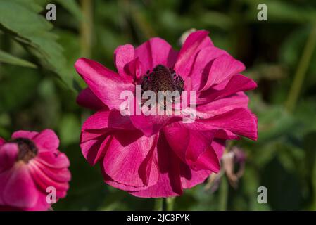 Anemoni di papavero rosa magenta - Anemone coronaria aka marigold spagnolo, o fiore a vento, nella famiglia di farfalle Ranunculaceae. Foto Stock