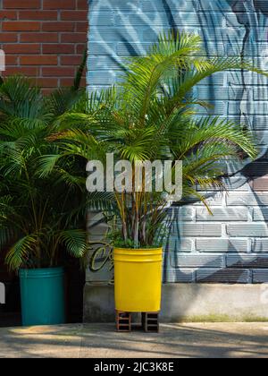 Beautiful Golden cane Palm (Dypsis lutescens) una specie di pianta fiorita della famiglia Arecaceae conosciuta anche come Golden cane, Areca, giallo, Butterfly Foto Stock