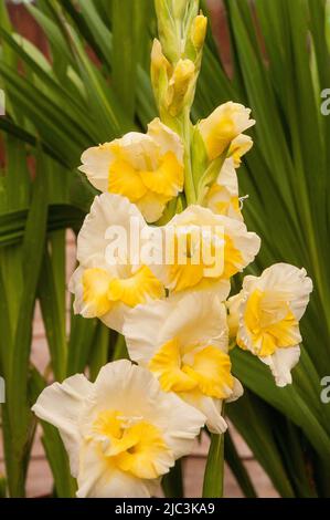 Primo piano di grandi fiori bianchi e gialli cremosi di Gladioli / Gladiolus Buggy una fioritura estiva cormous perenne che è semidura Foto Stock