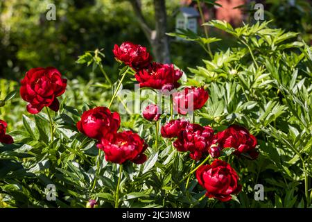 Paeonia Buckeye Belle fiori in giardino. Paeonia lactiflora peonia cinese o comune giardino peonia Foto Stock