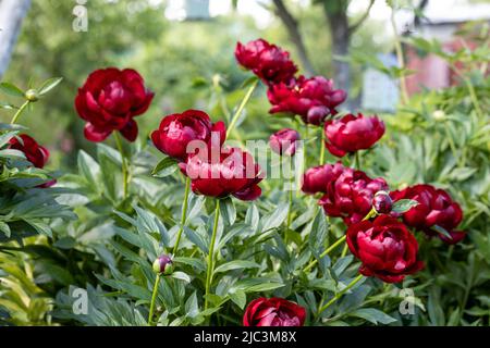 Paeonia Buckeye Belle fiori in giardino. Paeonia lactiflora peonia cinese o comune giardino peonia Foto Stock