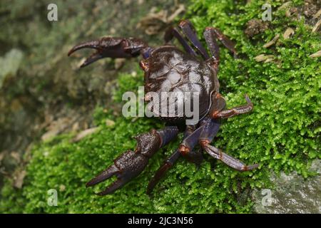 Una bella specie di granchio d'acqua dolce dall'Himalaya orientale su un pendio di mosy. Foto Stock