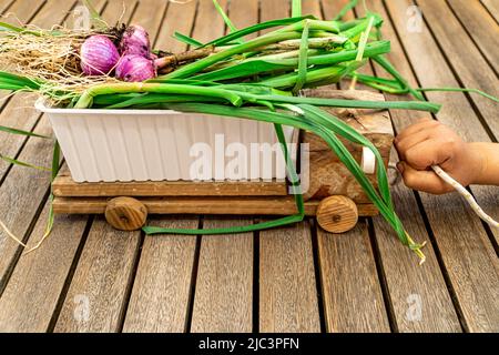 giocattolo da traino ragazzo in materiale riciclato per il trasporto di aglio appena raccolto su sfondo tavola di legno Foto Stock