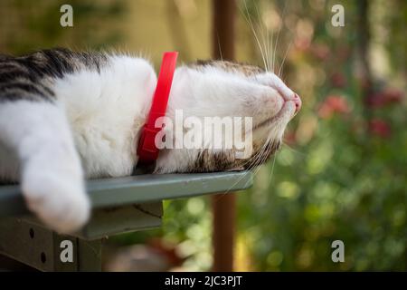 Gatto Foto Stock