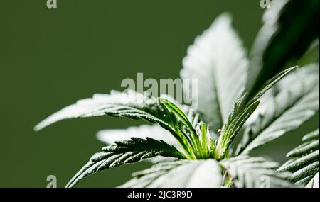 bellissimo fiore di marijuana isolato su sfondo verde con spazio copia Foto Stock