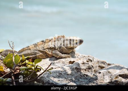Iguana al sole, su alcune rocce. Colore. Orizzontale. Foto Stock