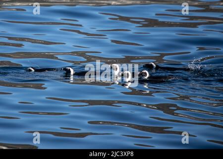 Città del Capo, Sudafrica. 9th giugno 2022. I pinguini africani nuotano al largo della costa di Simon's Town a Città del Capo, Sudafrica, il 9 giugno 2022. Credit: LYU Tianran/Xinhua/Alamy Live News Foto Stock