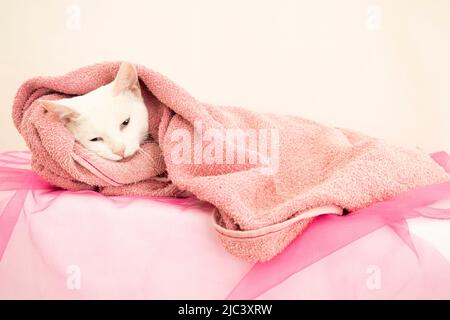 adorabile cucciolo avvolto in coperte rosa Foto Stock