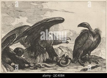 In un paesaggio roccioso un'aquila e un avvoltoio stanno combattendo su un serpente, Vulture e un'aquila con un serpente 1. Des Aigles 2. Griffon (titolo sull'oggetto) Uccelli della Menagerie Versailles (titolo della serie), tipografo: Peeter Boel, (attribuito a), disegnatore intermedio: Peeter Boel, (menzionato sull'oggetto), editore: Gérard Scotin (i), (menzionato sull'oggetto), Parigi, 1670 - 1674, carta, incisione, h 250 mm x l 355 mm Foto Stock