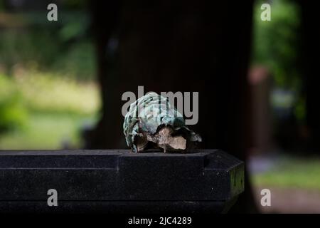 testa rotta di un crocifisso su una lapide Foto Stock