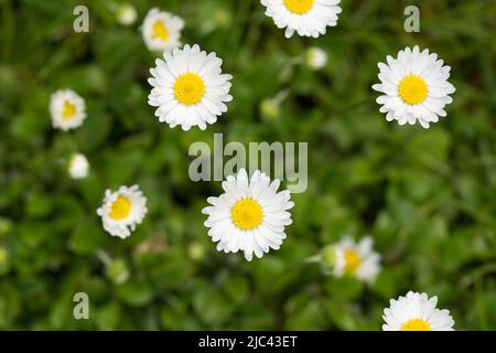 fiori bianchi a margherita in primo piano prato vista fuoco selettivo Foto Stock