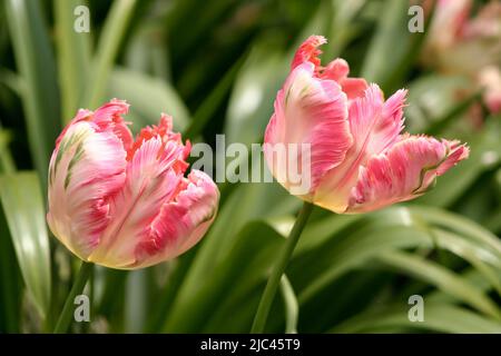 Due tulipani rosa in piuma, Tulipa gesneriana var dracontia, che crescono nel giardino, Foto Stock