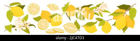 Set di limoni, metà e fette di agrumi, frutta gialla intera sul ramo, foglie verdi Illustrazione Vettoriale