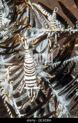 Coppia di gamberetti (Crinoidea) (Periclimenes cornutus) che corrono su braccio di piuma star, Oceano Pacifico, Bali, Indonesia Foto Stock