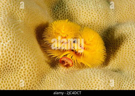 Il verme giallo dell'albero di Natale (Spirobranchus giganteus) vive in corallo di pietra di piccole dimensioni (Acroporidae), Oceano Pacifico, Isole Caroline, Yap Foto Stock