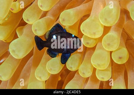 Forma giovanile di dascyllus treespot (Dascyllus trimaculatus) in anemone gigante tappeto (Stichodactyla gigantea), Mar Rosso, Sudan Foto Stock