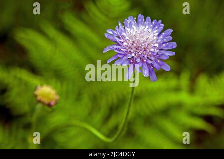 Campo vedova-fiore, anche campo scabio (Knautia arvensis), Oberstdorf, Oberallgaeu, Allgaeu, Baviera, Germania Foto Stock