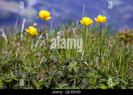 Globeflower europeo (Trollius europaeus), Oberstdorf, Oberallgaeu, Allgaeu, Baviera, Germania Foto Stock
