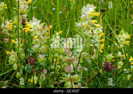 Rattolo giallo maggiore (Rhinanthus alectorolophus), Oberstdorf, Oberallgaeu, Allgaeu, Baviera, Germania Foto Stock