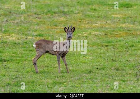 Capriolo (Capreolus capreolus), roebuck in piedi nel prato e guardando la telecamera, Canton Argovia, Svizzera Foto Stock