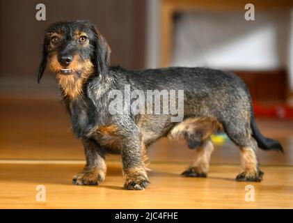 Dachshund dai capelli scuri (Canis lupus familiaris) cucciolo, maschio, 1 anni, in soggiorno, Baden-Wuerttemberg, Germania Foto Stock