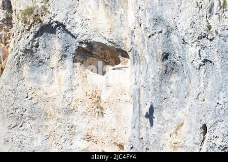 Un Raven settentrionale (Corvus Corax) che si alza in montagna. Foto Stock