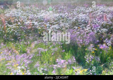 Esperimento di sfocatura su un prato fiorito in estate, fotografia sperimentale, campanellino del prato con margherite e farfalle, Biosfera dell'Elba centrale Foto Stock