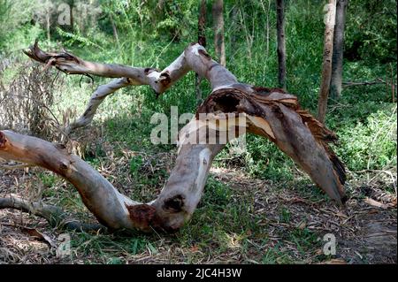 Gli alberi di gomma dell'Australia sono noti per i rami cadenti - questo manna Gum (Eucalyptus Viminalis) è stato colpito da una balla alcune notti prima. Foto Stock