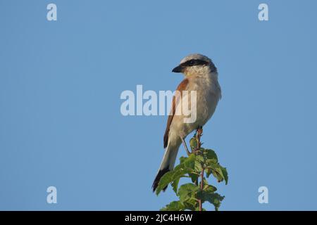 Shrike (Lanius collurio) maschio a Seewinkel, Lago Neusiedl, Burgenland, Austria Foto Stock