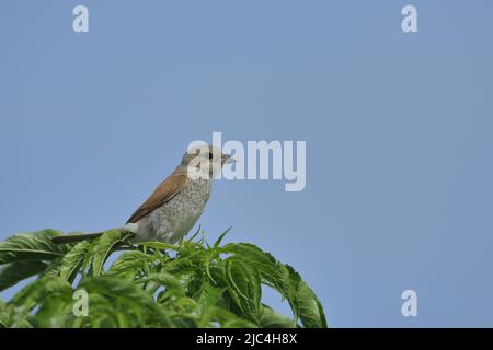 Shrike (Lanius collurio) femminile a Waasen-Hansag, Seewinkel, Lago Neusiedl, Burgenland, Austria Foto Stock