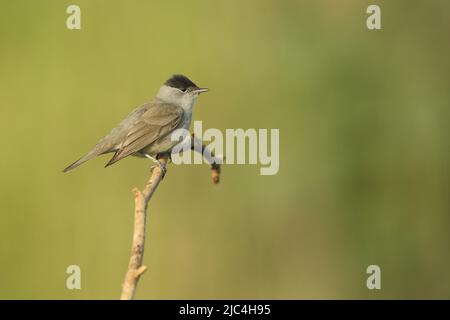 Tappo nero maschio (Sylvia atricalbilla) a Floersheim, Taunus, Assia, Germania Foto Stock