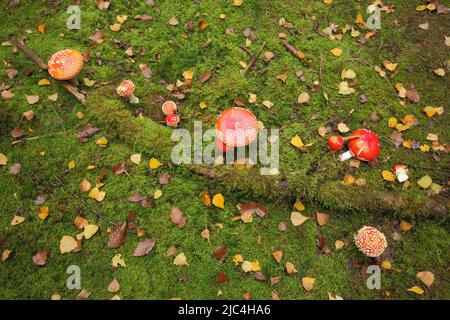 Gruppo di agarici volanti (Amanita muscaria) in autunno sul muschio a Schlangenbad, Taunus, Assia, Germania Foto Stock