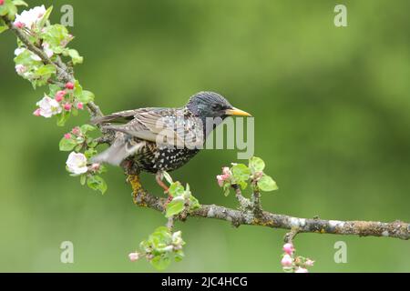 Starling (Sturnus vulgaris) su ramo di melo fiorito a Giengen, Alb Svevo, Baden-Wuerttemberg, Germania Foto Stock