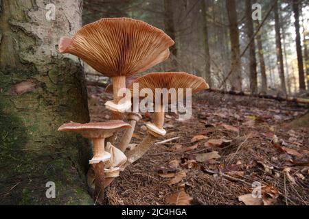 Comune armillaria solidifices (Armillaria ostoyae) a Wiesbaden, Assia, Germania Foto Stock