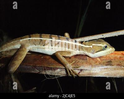 Un'Anole (famiglia Dactyloidae) isolata su un ramo con sfondo naturale scuro Foto Stock