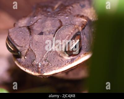 Primo piano della testa di una Costa del Golfo Toad (Incilius valliceps) Foto Stock