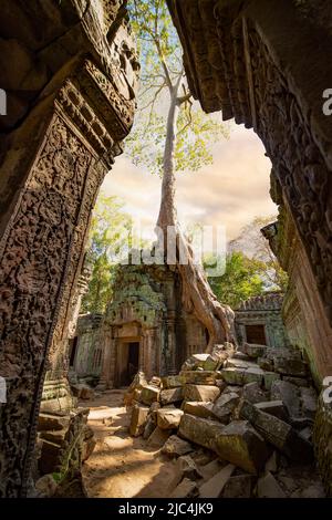 (Fuoco selettivo) splendida vista del tempio di Ta Prohm con alberi che crescono fuori dalle rovine. Foto Stock