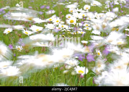 Esperimento di sfocatura su un prato fiorito in estate, fotografia sperimentale, margherite con farfalle e bluebelle, Riserva della Biosfera dell'Elba centrale Foto Stock