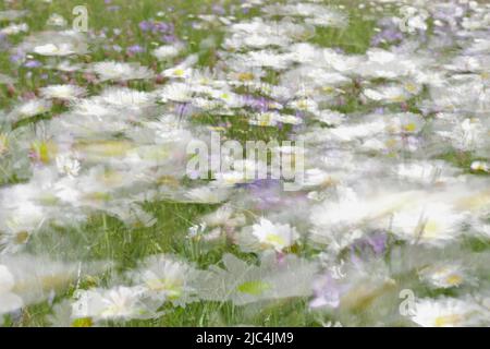 Esperimento di sfocatura su un prato fiorito in estate, fotografia sperimentale, margherite con farfalle e bluebelle, Riserva della Biosfera dell'Elba centrale Foto Stock