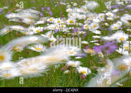 Esperimento di sfocatura su un prato fiorito in estate, fotografia sperimentale, margherite con farfalle e bluebelle, Riserva della Biosfera dell'Elba centrale Foto Stock