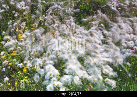 Esperimento di sfocatura su un prato fiorito in estate, fotografia sperimentale, margherite con farfalle, Riserva della Biosfera dell'Elba centrale, Dessau-Rosslau Foto Stock