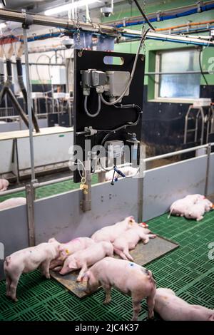 Bad Zwischenahn, Germania. 15th Mar 2022. I suini del progetto di ricerca "DiSchwein" si trovano in un granaio dotato di sensori. Il progetto di ricerca finanziato a livello federale della Camera dell'Agricoltura, dell'Istituto di Thünen e di altri partner intende promuovere ulteriormente la digitalizzazione nel settore agricolo. Gli obiettivi comprendono un maggiore benessere degli animali e un minore inquinamento ambientale. (A dpa 'Fully Networked and tully monitored - The Barn of the Future') Credit: Sina Schuldt/dpa/Alamy Live News Foto Stock